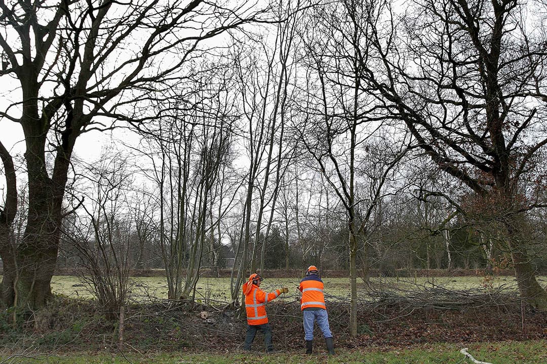 Landschapsbeheer - Foto: Hans Prinsen