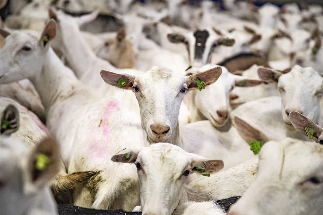 Uit eerdere studies blijkt er rondom geitenbedrijven een verhoogd risico op longontstekingen. - Foto: ANP