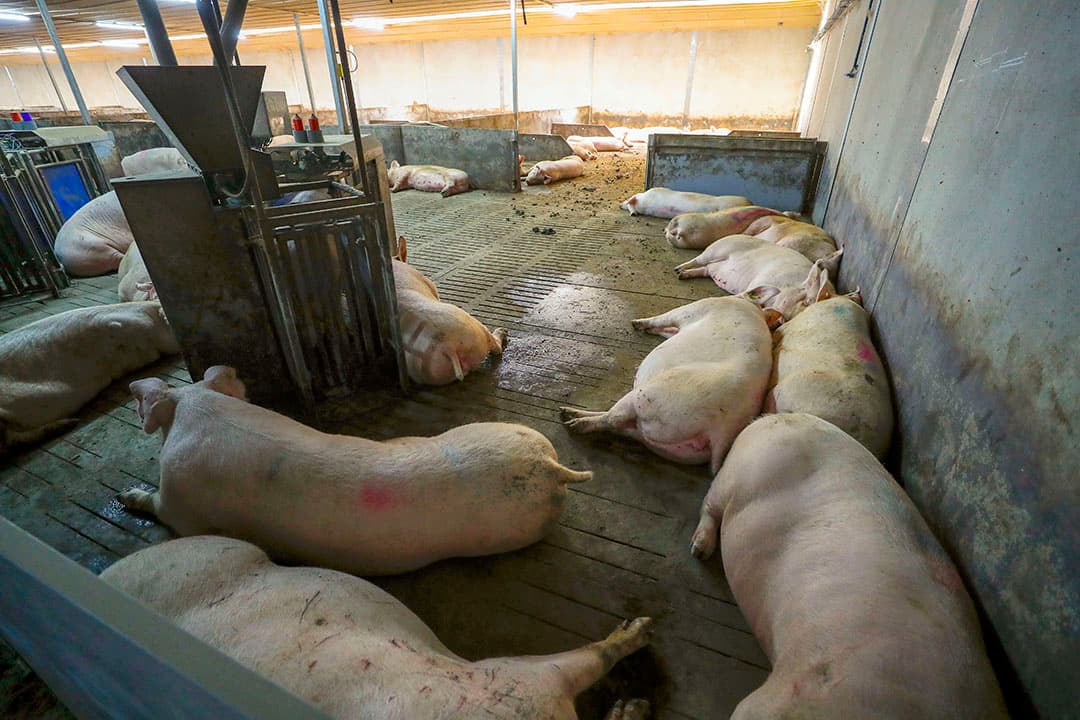 Schommelingen in het stalklimaat spelen een rol bij vroegtijdig verwerpen door zeugen. - Foto: Bert Jansen