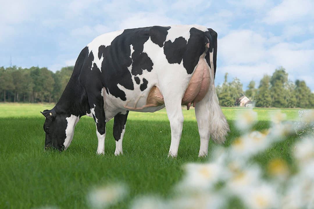 De Oosterhof DG Rose (VG-87) gaf in haar tweede lijst in 305 dagen 12.659 kg melk met 5,10% vet en 3,50% eiwit. - Foto: Anna Joosse