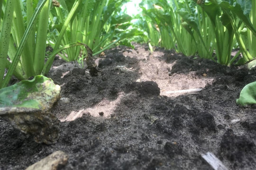 Foto: Bayer CropScience