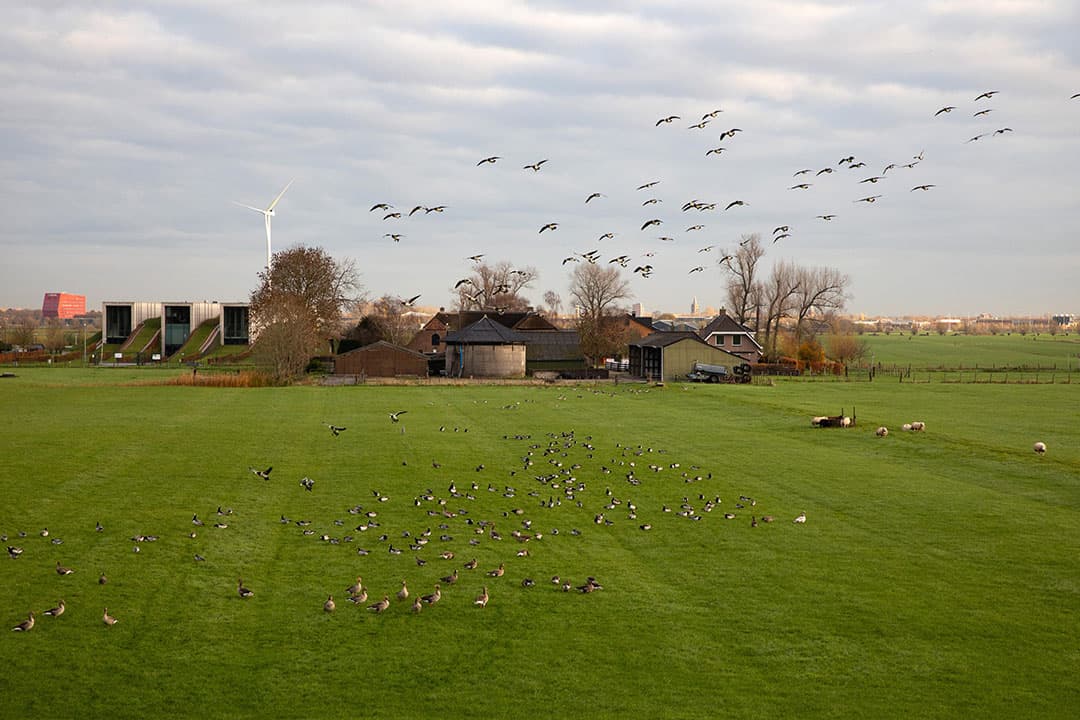 Wilde ganzen in een weiland. Wilde trekvogels zijn voor een groot deel verantwoordelijk voor de verspreiding van vogelgriep op pluimveebedrijven. - Foto: Herbert Wiggerman