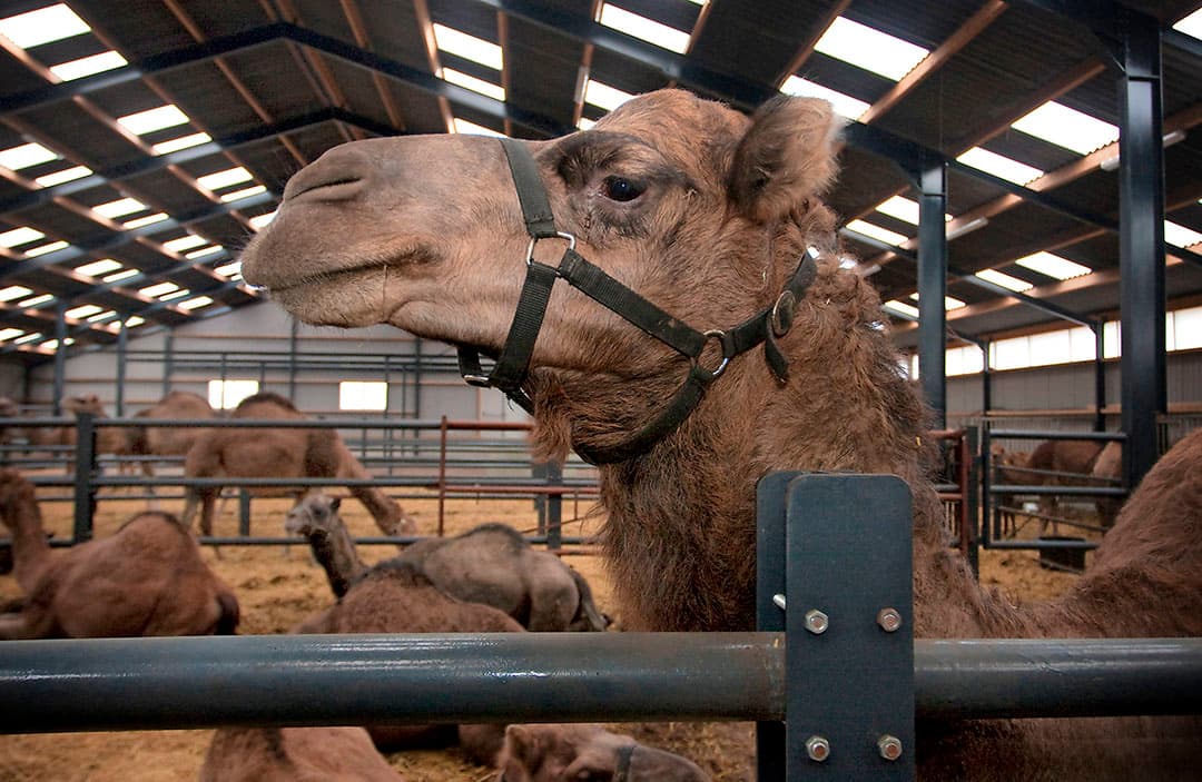De kamelenboerderij van Frank Smits in Berlicum. Een mooi voorbeeld voor Ayoub Louihrani om in Nederland een markt te vinden voor zijn eigen bedrijf. - Foto: Bart Nijs
