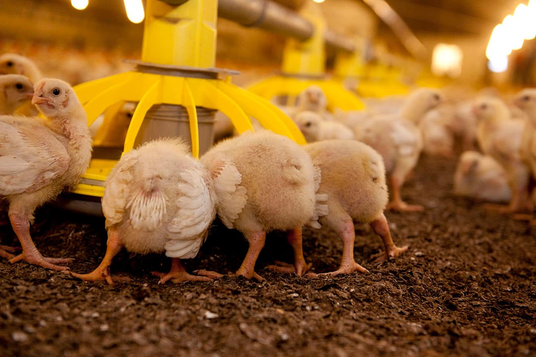 In 2020 was er 1,40 kilogram voer nodig om 1 kilogram kip te produceren, tegenover 3,25 kilogram in 1950. - Foto: Henk Riswick