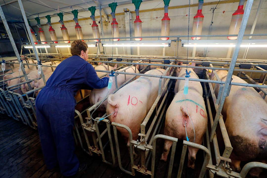 Vast staat in ieder geval wel dat verlichting een grote rol speelt bij de vruchtbaarheid van zeugen. In de dekstal dient daarom veel licht te zijn, vlak boven de dieren. - Foto: Bert Jansen