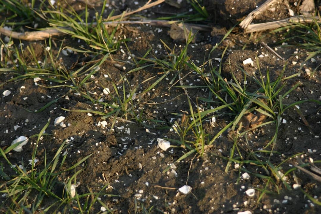 Jong wintertarwegewas, - Foto: Bayer CropScience