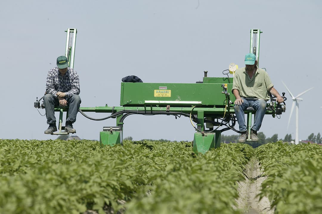 Selecteren van pootaardappelen op ziekten. Mogelijk tonen nieuwe Y-virusstammen minder duidelijke symptomen in het veld. - Foto: Mark Pasveer