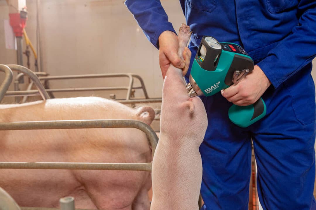 Het PIA vaccin Porcilis Lawsonia kan opgelost worden in Porcilis combivaccin tegen circo en myco en tegelijk gevaccineerd worden.