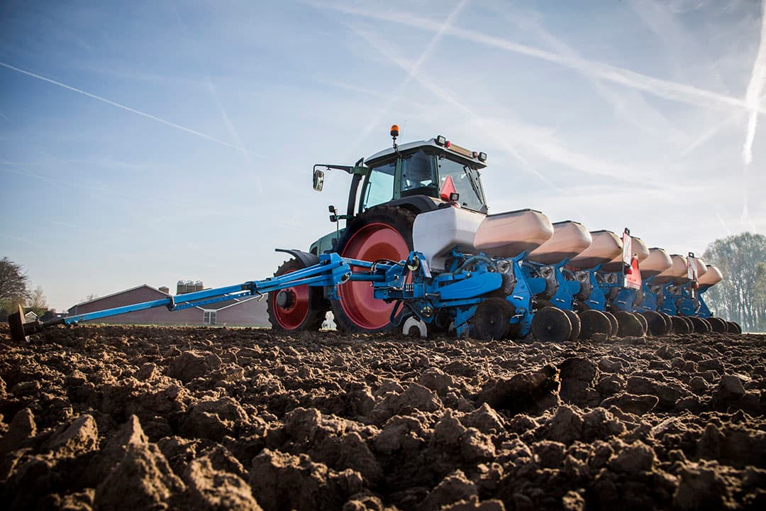 Mais is een van de weinige gewassen die zo laat gezaaid nog een succesvolle oogst kan opleveren. - Foto: Koos Groenewold