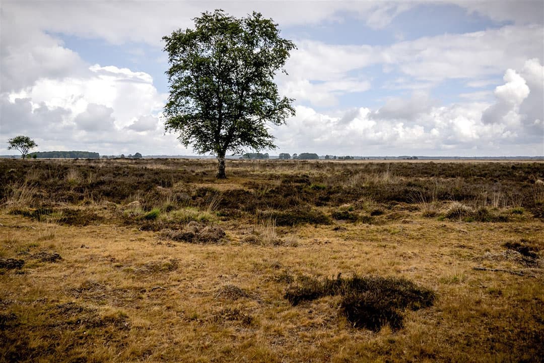 Foto: Nederlandse Freelancers