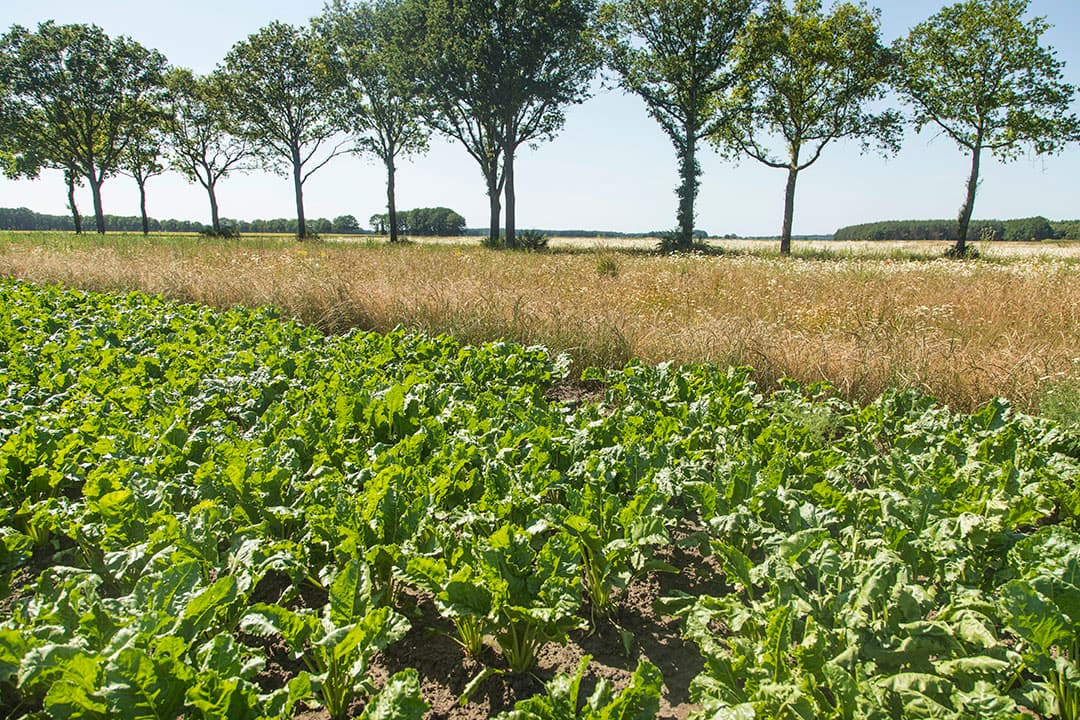 Foto: Koos Groenewold
