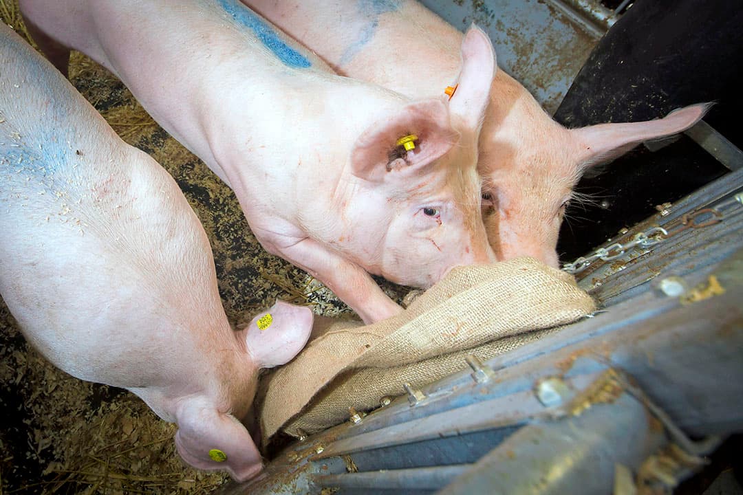 Foto: Koos Groenewold