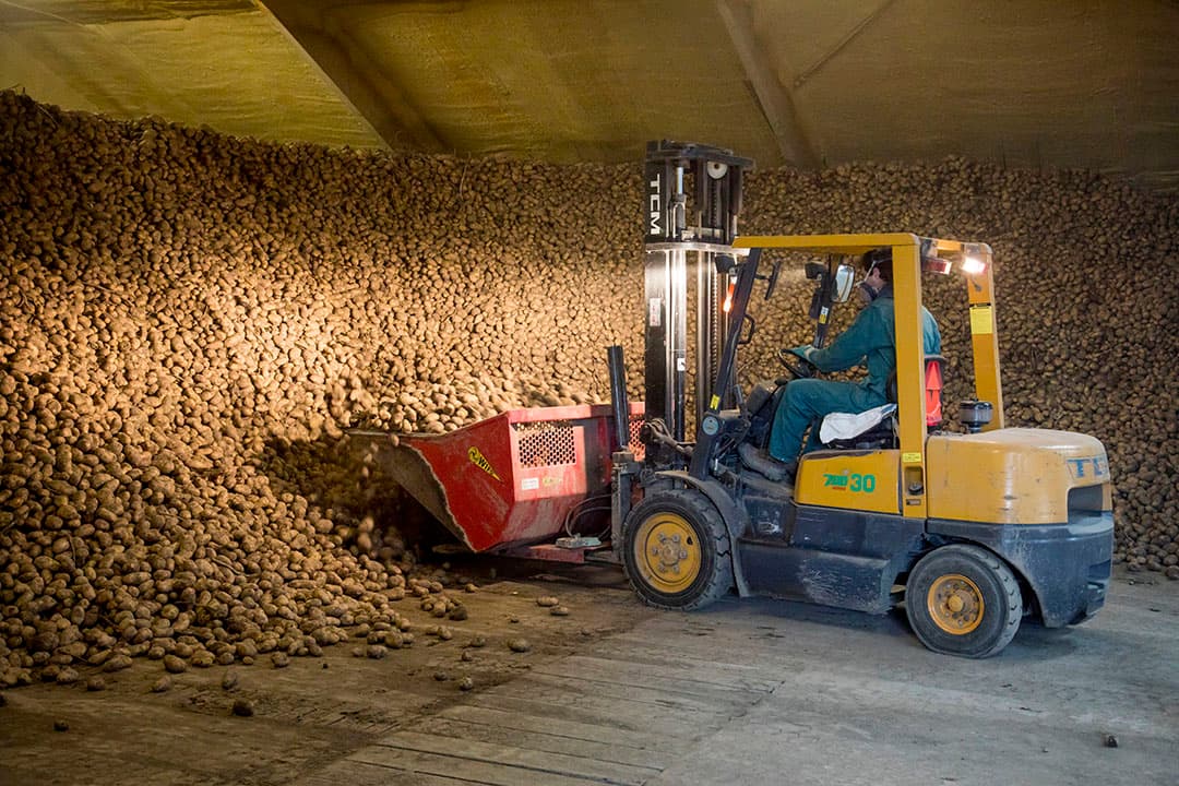 Laden van aardappelen voor fritesverwerking. - Foto: Koos Groenewold