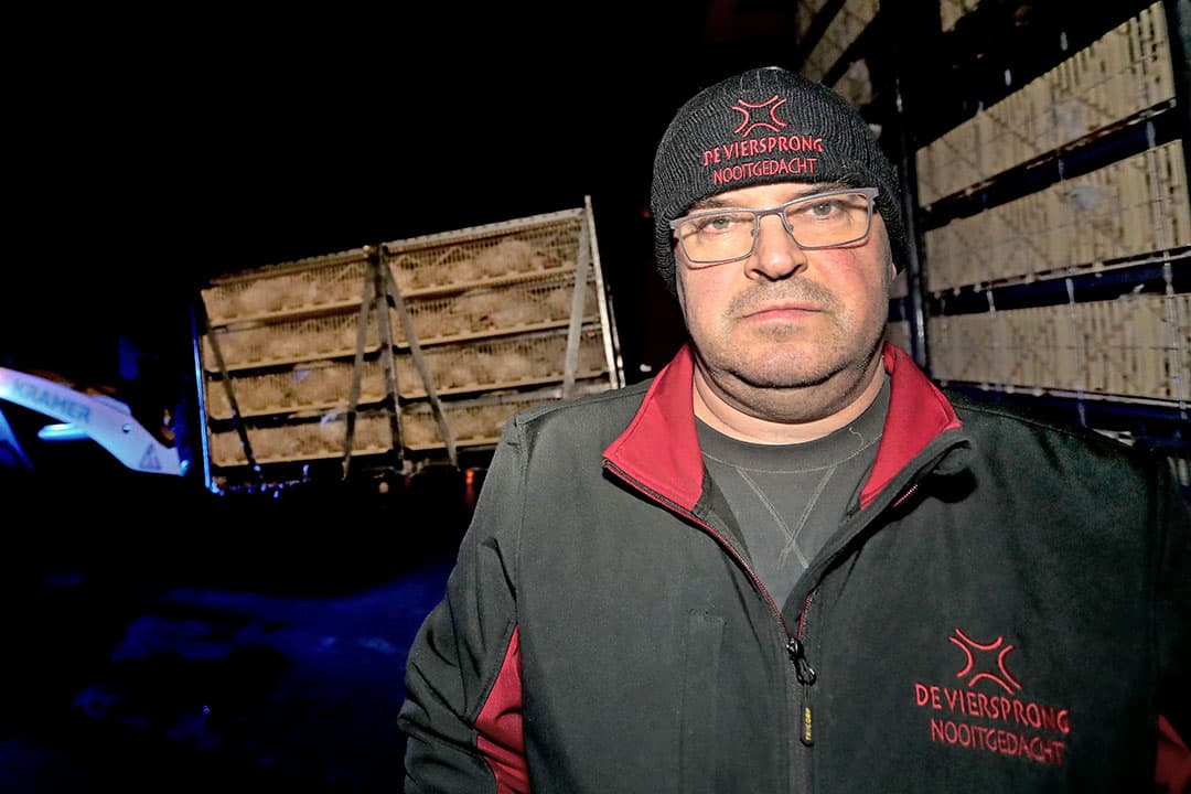 Maandagavond werd bij Tienus Berkepies ook een stal vleeskuikens geladen, de tweede. De kuikens van de zondaglevering gaan woensdagavond naar de slachterij. - Foto: Harry Tielman
