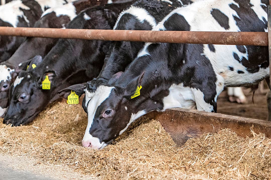Inkrimping van de veehouderij wordt vaak gezien als oplossing voor milieuproblematiek, maar leidt tot verschuiving van de productie. Het is beter oplossingen te zoeken in bijvoorbeeld nieuwe stalsystemen, vindt Evert Verwoert. - Foto: Ronald Hissink