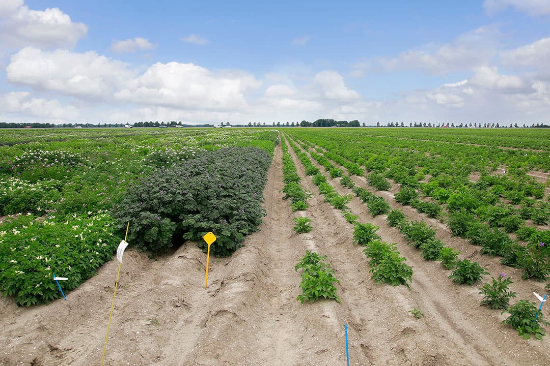 Aardappelveredeling bij KWS in Nagele (Fl.). Links op de foto de vermeerdering en rechts het zaailingenveld. - Foto: Ruud Ploeg