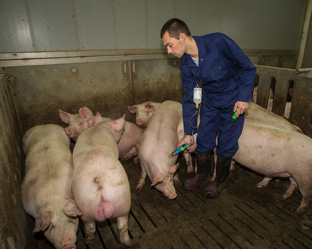 Vaccinatie van beren tegen berengeur. - Foto: Peter Roek