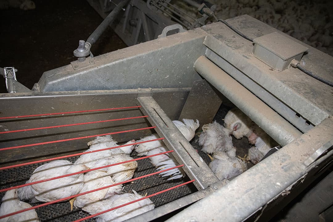 Veel vangletsel is te voorkomen met een juist ingestelde vangmachine. - Foto: Peter Roek