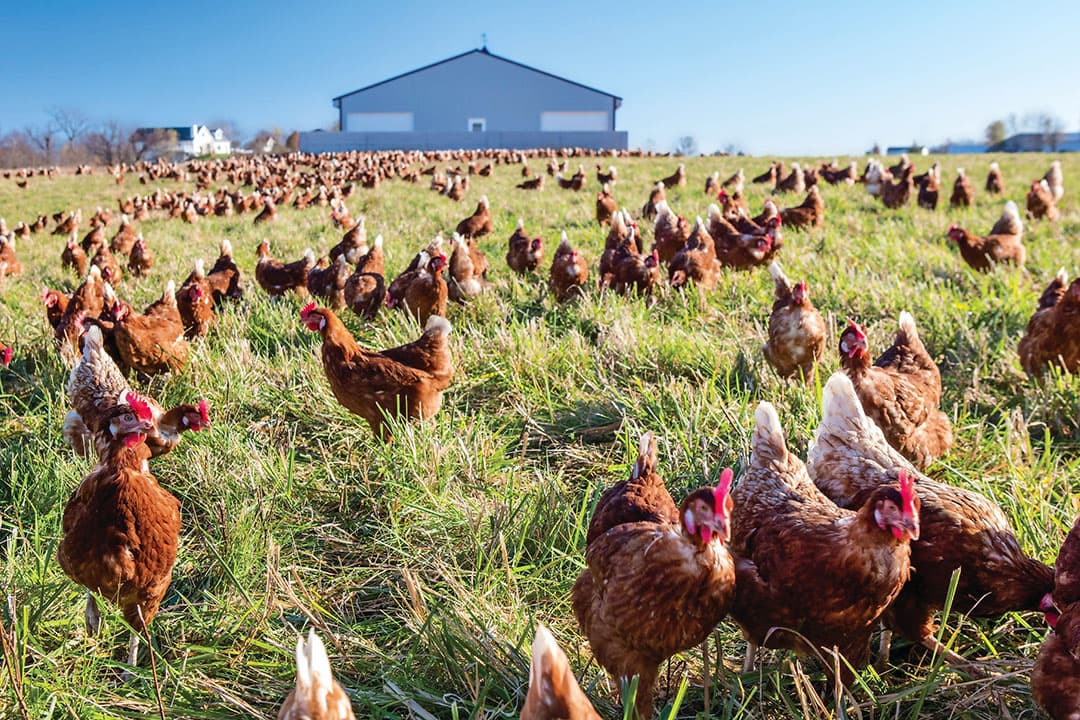 Foto: Egg Innovations