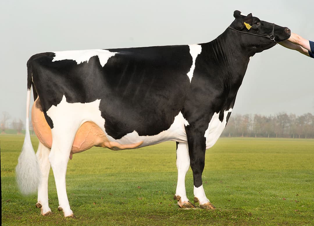 Balistor-dochter Red Hot Feebe (VG-89) is de moeder van Red Hot Ferryl. Ze combineert een hoge melkproductie met goede gehalten. - Foto: Alex Arkink