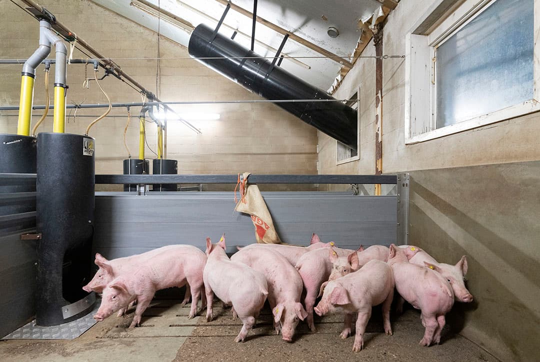 Luchtwasser in vleesvarkensstal. - Foto: Ruud Ploeg