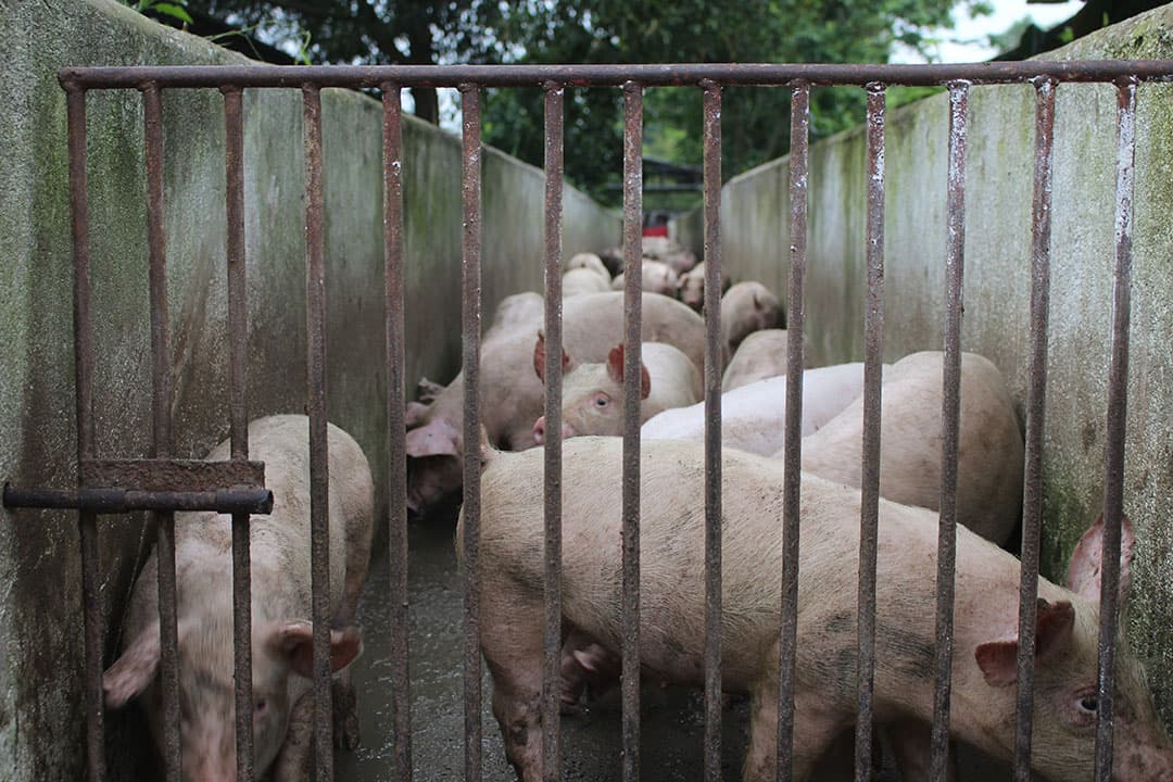 Varkens op een boerderij in de provincie Binh Duongin, Vietnam. - Foto: Misset/PigProgress