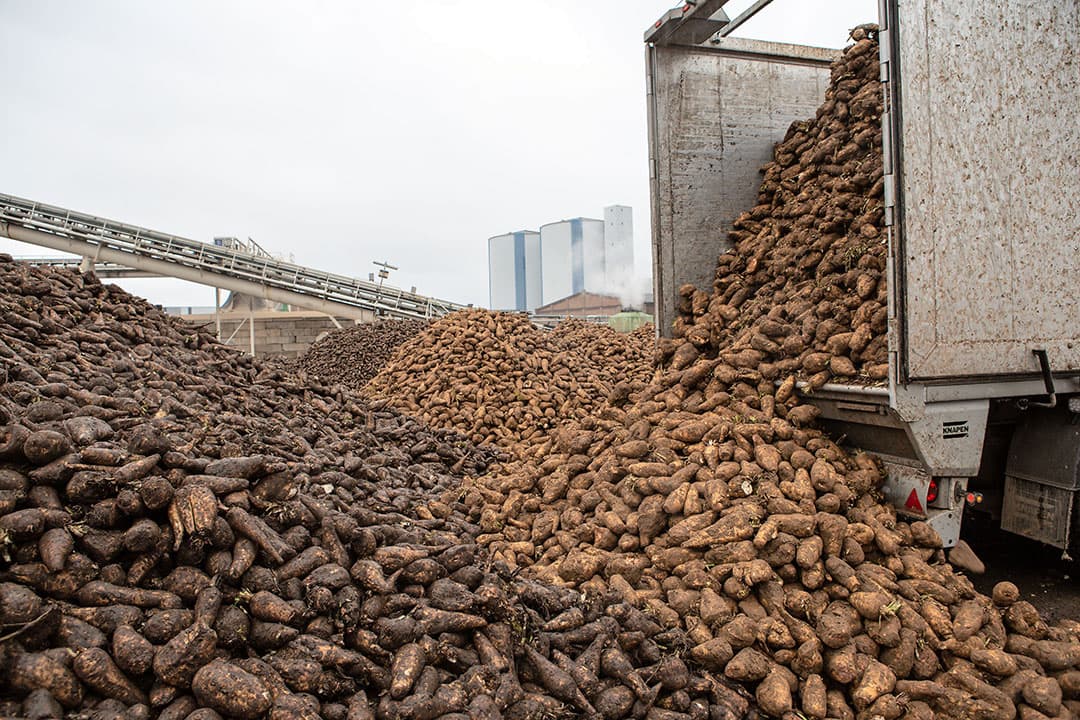 De aanvoer van cichorei bij de fabriek van Sensus viel afgelopen seizoen wat tegen. - Foto: Peter Roek