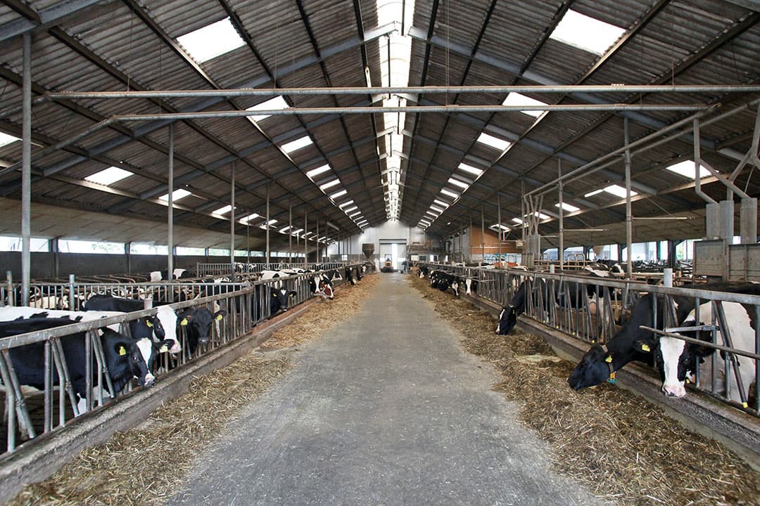 Stal met melk- en jongvee. - Foto: Ton Kastermans Fotografie