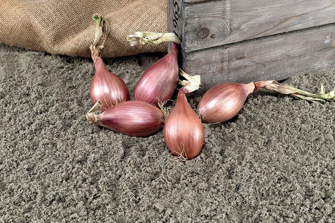 Het eerste meeldauwresistente zaaisjalottenras Innovator. Foto: Bejo/De Groot en Slot