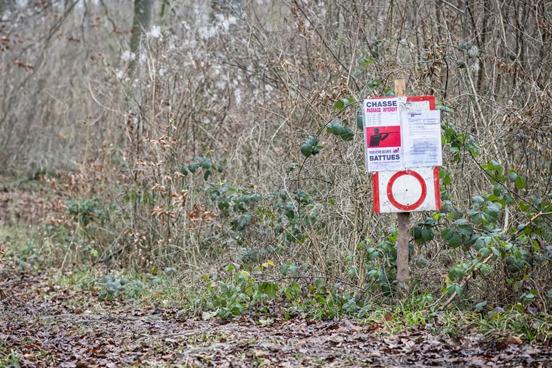 Waarschuwingen voor verspreiding Afrikaanse varkenspest in jachtgebieden. - Foto: ANP