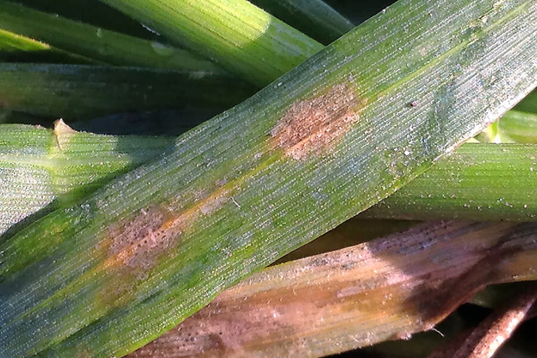 Septoria is een schimmelziekte in tarwe. Wereldwijd wordt ieder jaar bijna ¬ 1 miljard uitgegeven aan fungiciden om septoria te bestrijden. - Foto: BCS