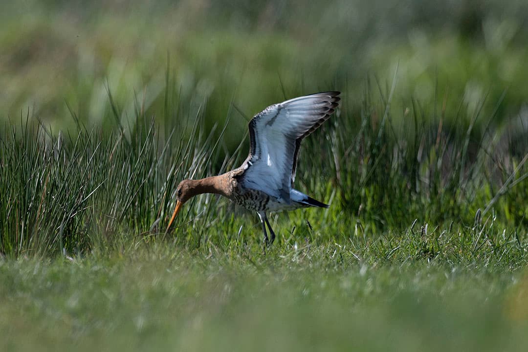Foto: Mark Pasveer
