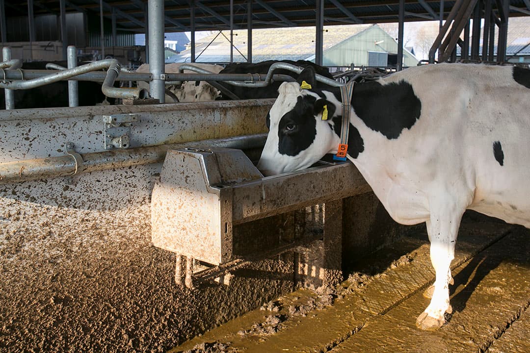 Foto: Roel Dijkstra