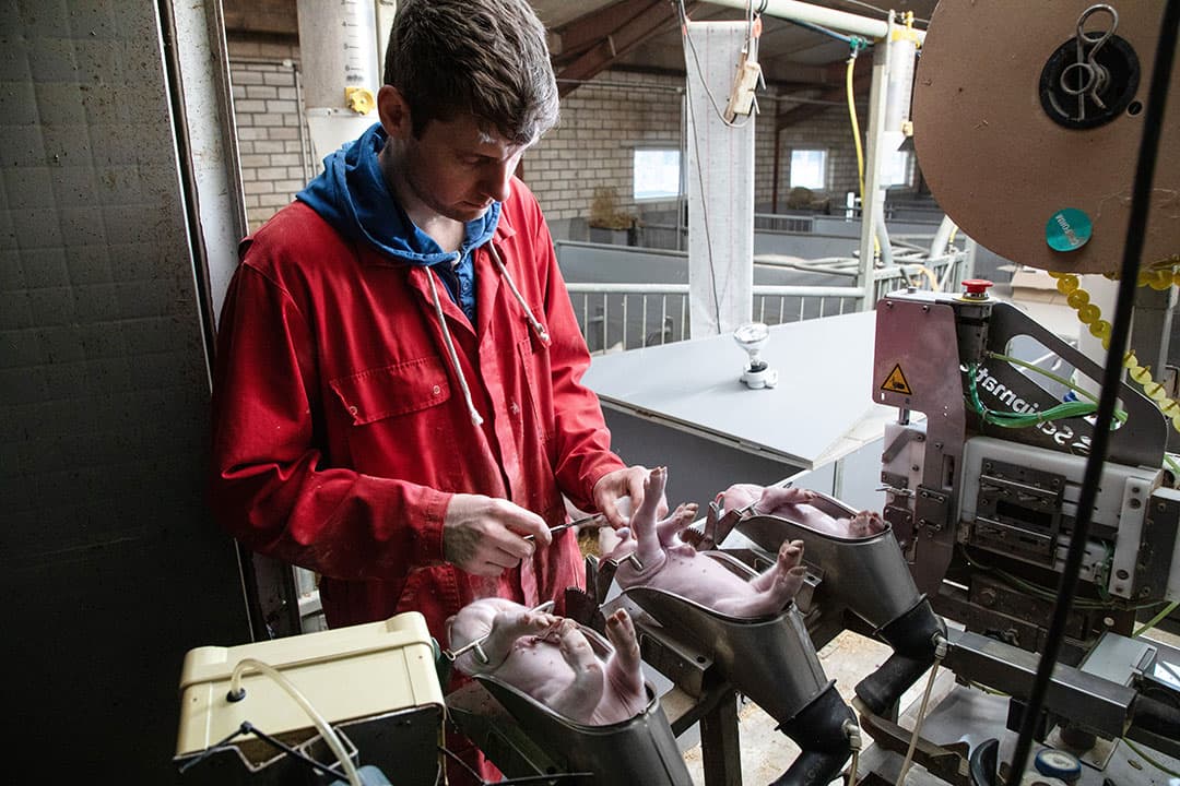 Verdoofd castreren is al jaren verplicht voor IKB-deelnemers. Het is nog onduidelijk of Duitsland de Nederlandse methode erkent.