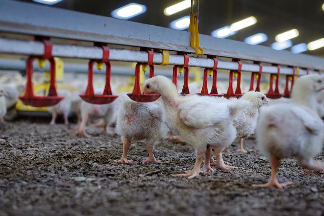 Sinds vorig jaar augustus zit er een stijgende lijn in de voerprijzen (die zo n 70% uitmaken van de kostprijs bij vleeskuikens). Foto: Lex Salverda