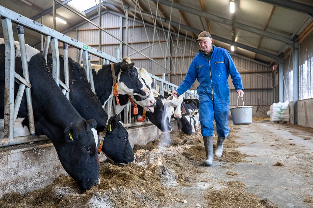 Melkveehouder Henk van der Veen in Surhuizum gebruikt slow release ureum en protispar van Speerstra Feed Ingrediënts. Dat is 30% goedkoper dan extra raapschilfers. Hij ziet een lichte verhoging van de gehaltes. - Foto: Anne van der Woude