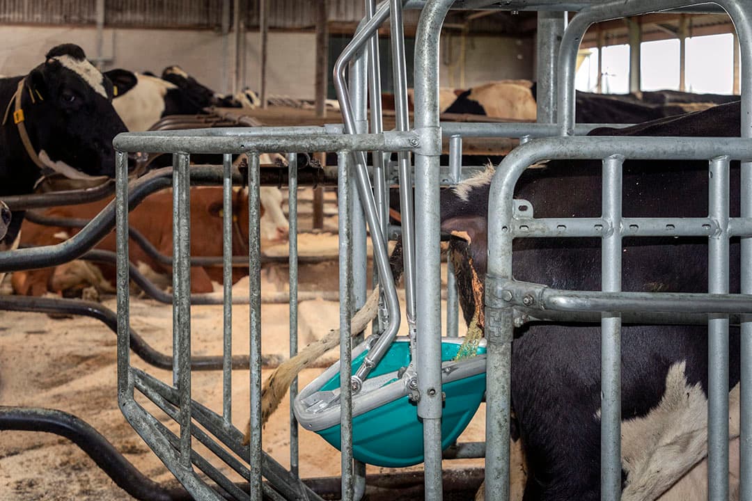 Cow Toilet van Hanskamp Agro. - Foto: Joost Wiltink