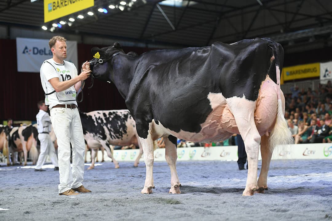 Nico Bons met een van zijn topkoeien tijdens NRM 2019. - Foto: Mark Pasveer