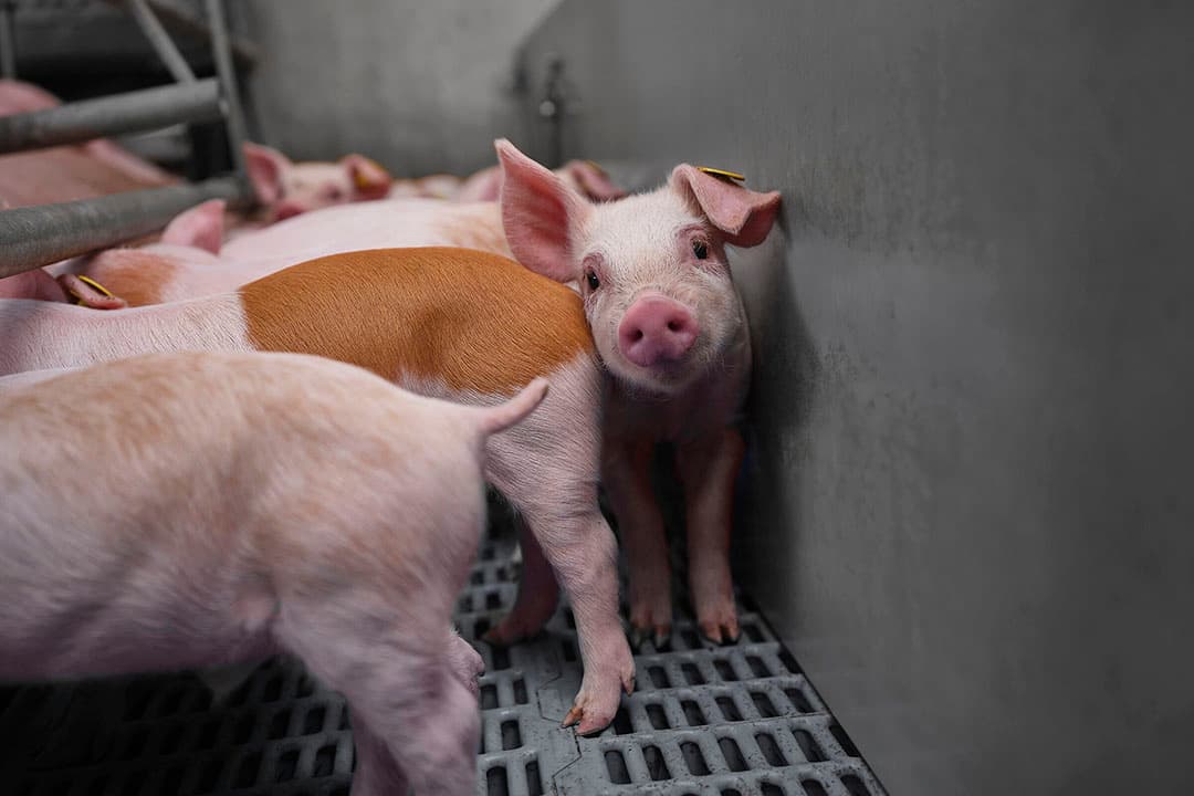 Foto: Trouw Nutriotion