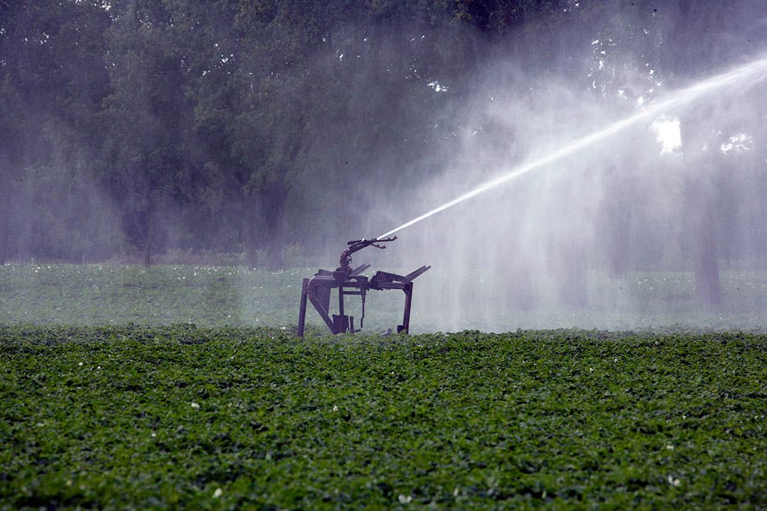 Beregenen van aardappelen. Voor zetmeelaardappelen heeft de waterkwaliteit weinig invloed op de opbrengst.