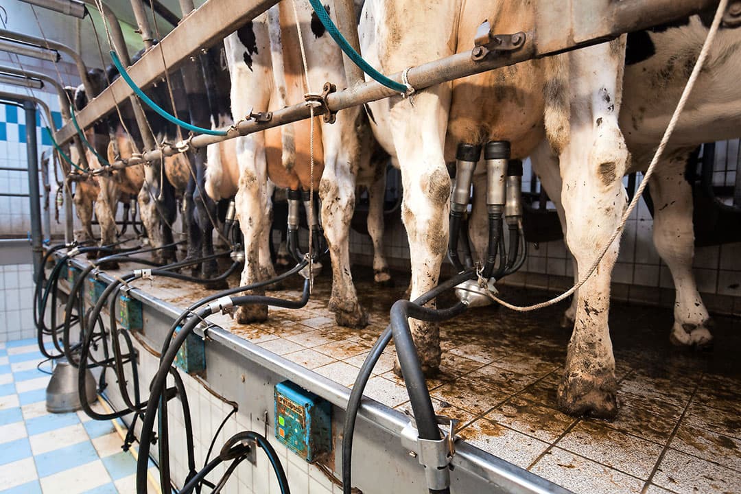 De variatie in inkomsten bij melkveebedrijven neem toe. Dit gebeurt met name onder invloed van meer diverse melkstromen, verschillen in afzetmarkten en prestaties van zuivelbedrijven. Foto: Herbert Wiggerman