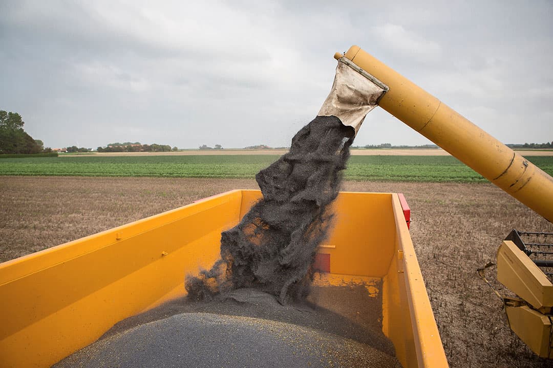 Oogst van blauwmaanzaad. Het gewas is makkelijk om te telen. Overschrijding van de detectiegrens voor stoffen uit gewasbescherming levert telers echter problemen op. - Foto: Peter Roek
