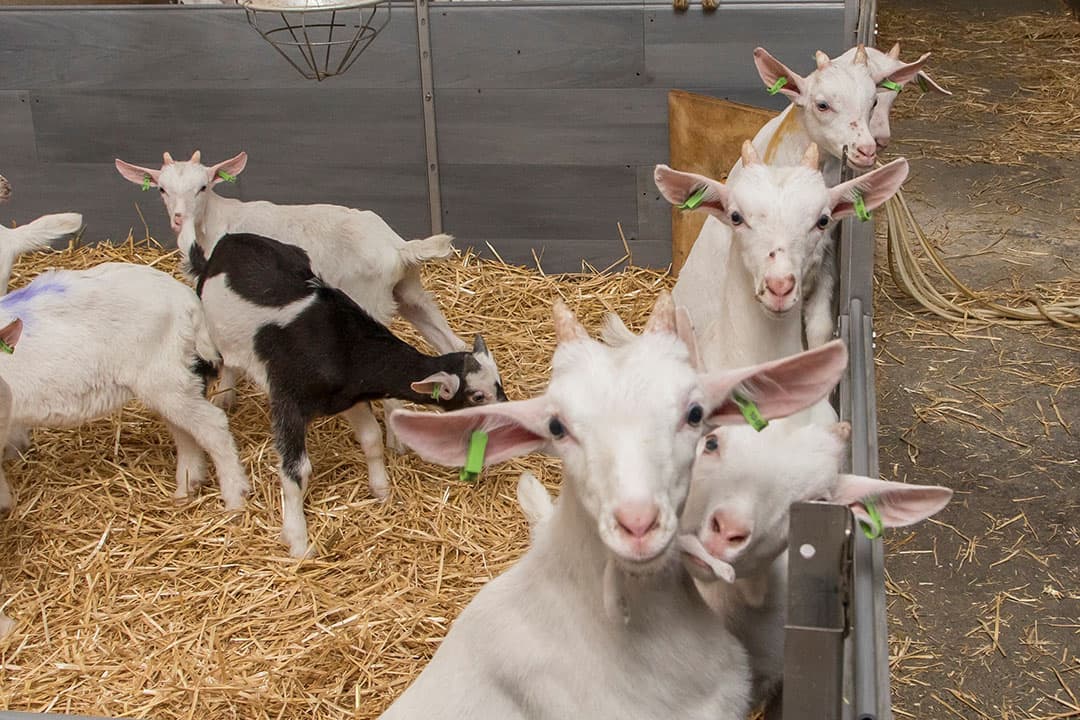 Foto: Koos Groenewold
