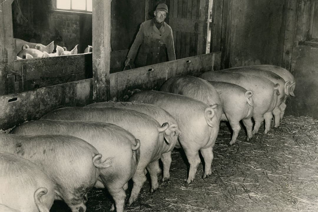 Huisvesting voor varkens liet vroeger vaak te wensen over. Op de foto is het bepaald geen luxe, wel is er praktisch gedacht. Als de dieren de hokken uit moesten, waren de houten schotten aan de voorkant er in zijn geheel uit te tillen.