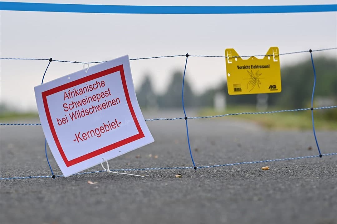 De Duitse deelstaat breidde één van de drie kernzones door een voorlopige afrastering - hier over een weg in de Oderbruch - uit. - Foto: ANP