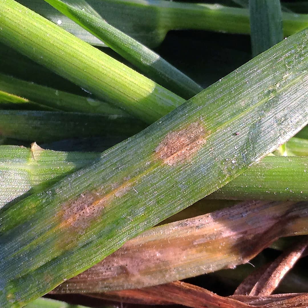 Septoria is een schadelijke schimmelziekte in tarwe.