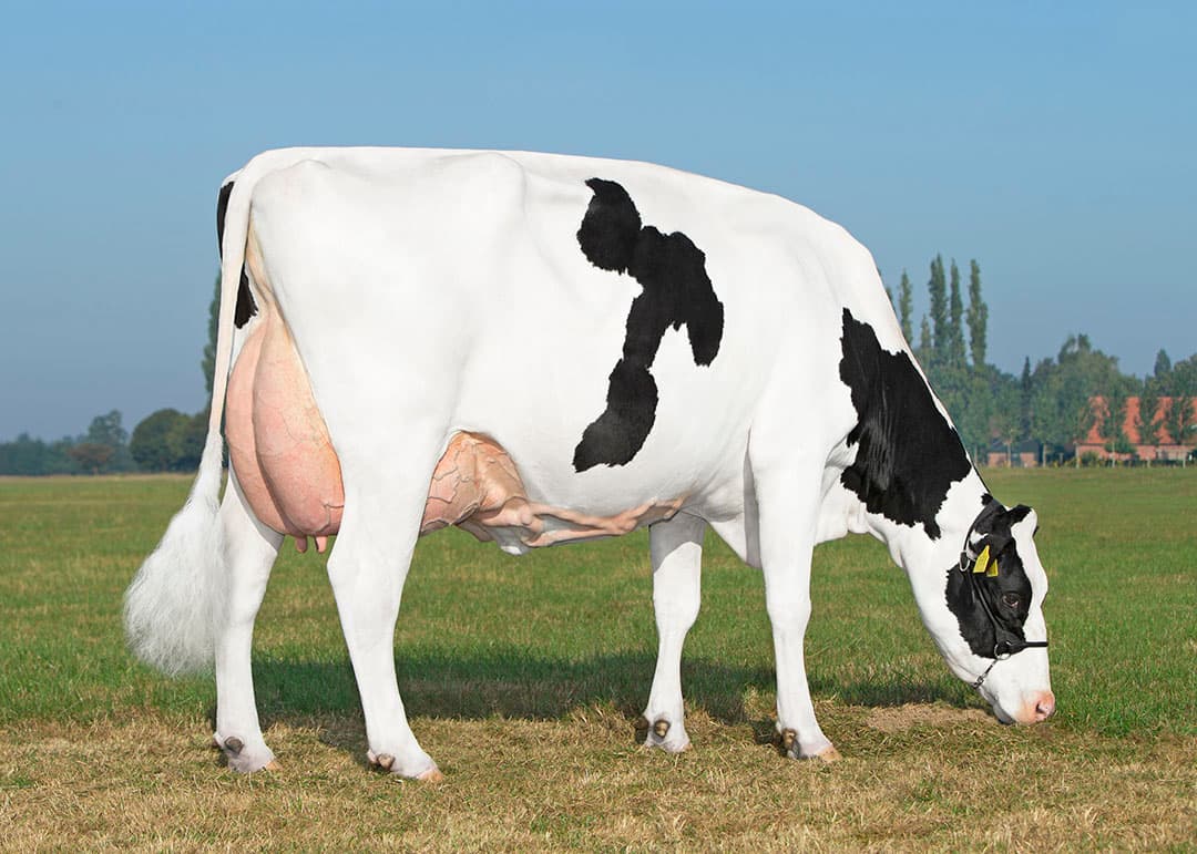 Baak Jeltje 922 (Balisto) produceerde een tweede lijst in 326 dagen van 12.435 kilo melk met 4,84% vet en 4,03% eiwit.