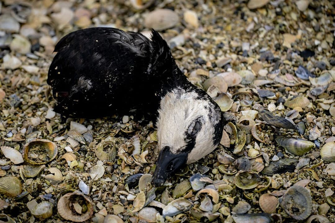 Hoogpathogene vogelgriep is in veel landen in wilde vogels en op pluimveebedrijven aangetroffen. - Foto: ANP