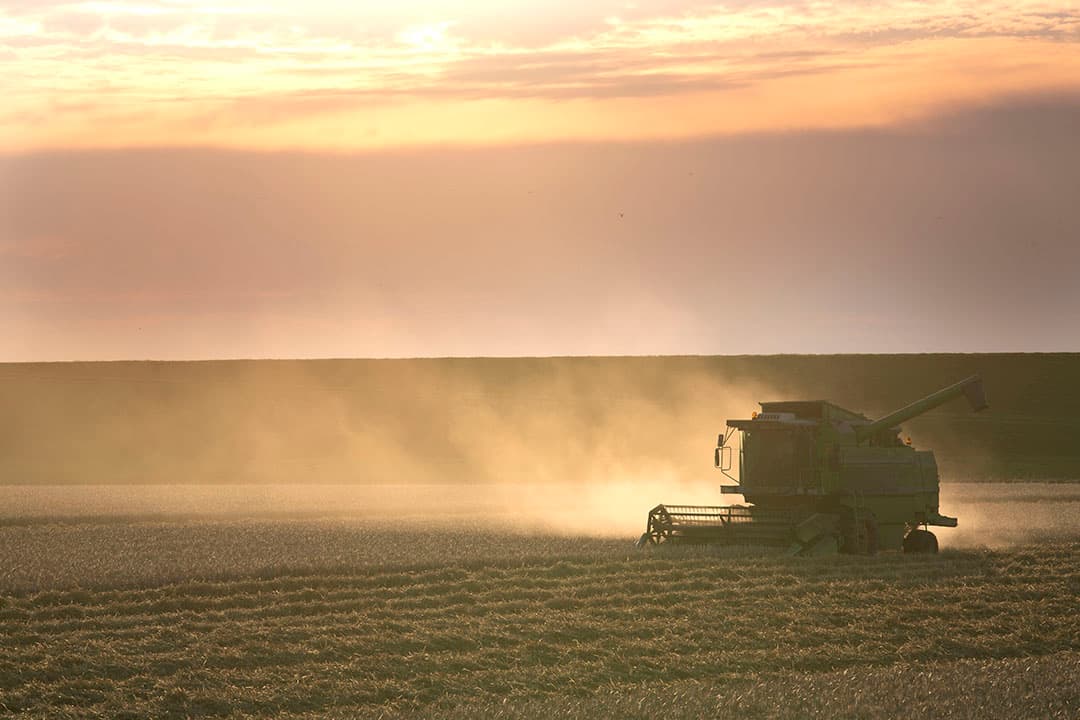 Oogst van gerst. Het blijkt dat gerst sterk zout-tolerant is, terwijl aardappelen matig zout-tolerant zijn. Foto: Mark Pasveer