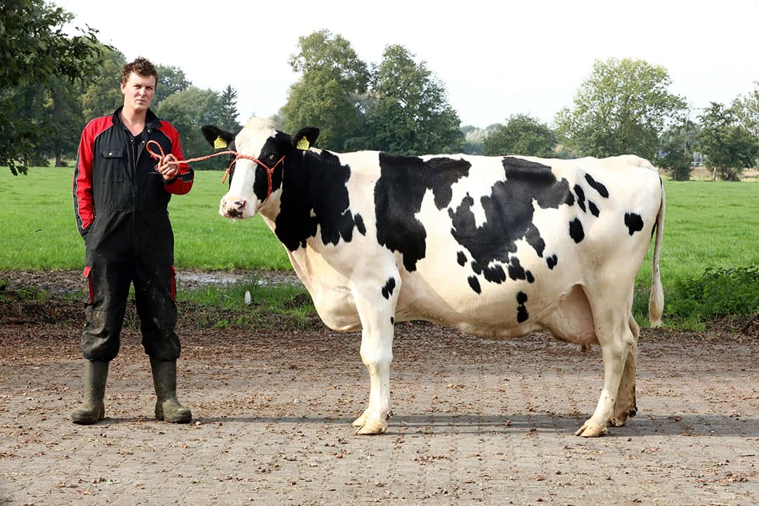 Joël van Zijtveld heeft Joke 87 aan het touw. Zij is een voorbeeld van een koe zoals  Joël ze graag ziet. Ondanks haar leeftijd en levensproductie lijkt ze niet te slijten en heeft voldoende kracht om nog een lacatatie meer te gaan.